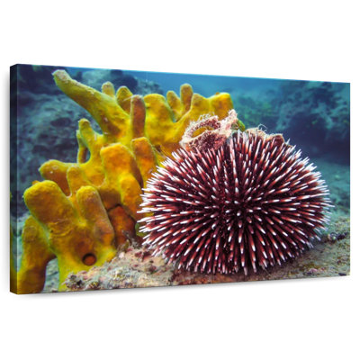 Sea Urchin