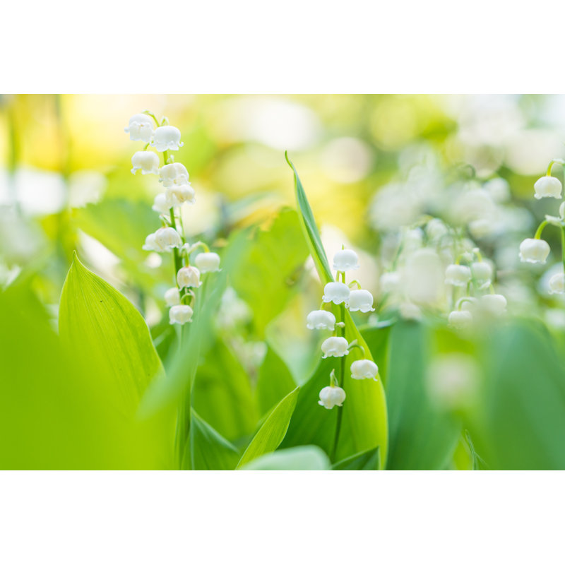 Muguet, H 8 po x l 12 po