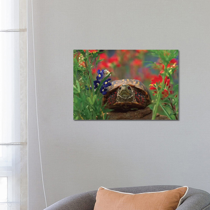 Western Box Turtle Among Lupine, North America And Paintbrush by Tim Fitzharris - Wrapped Canvas Print