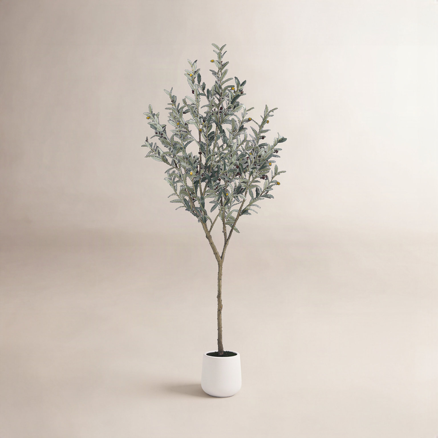 Adcock Olive Tree in Pot, 72" H x 24" W x 24" D
