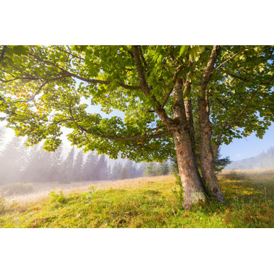Oak Tree In Summer - Wrapped Canvas Photograph