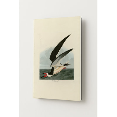 Bec-en-ciseaux ou Puffin noir, planche CCCXXIII (1836) — Portrait sur métal