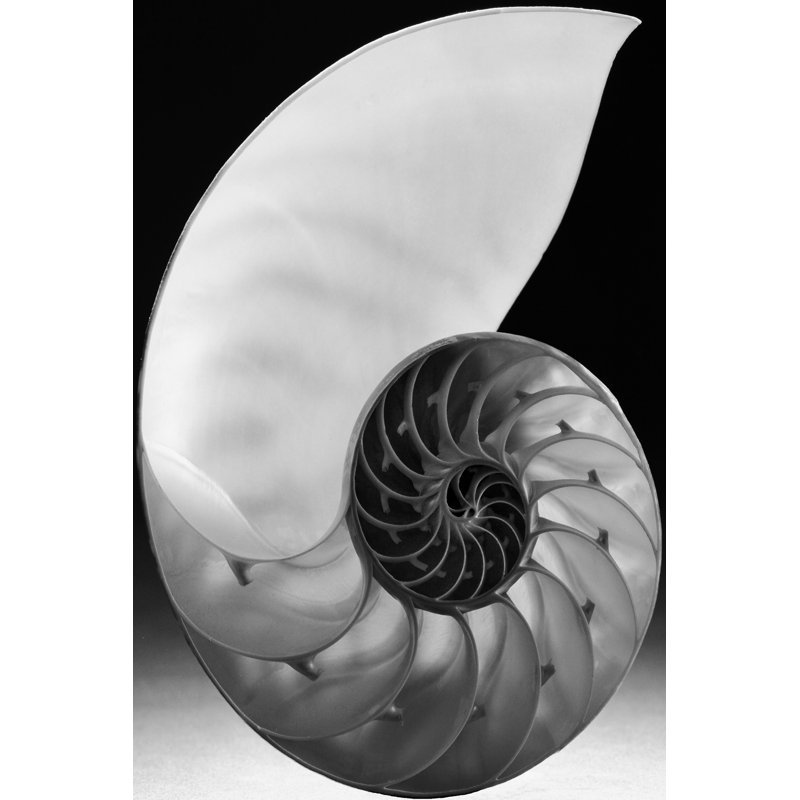 Shell I - Graphic Art Print, 122cm H x 81cm W, Black Floater Framed