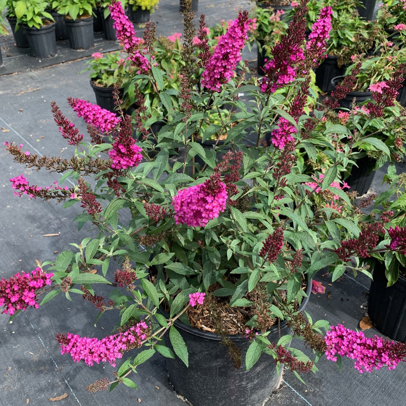 Primrue Live Flowering Plant in Plastic Pot