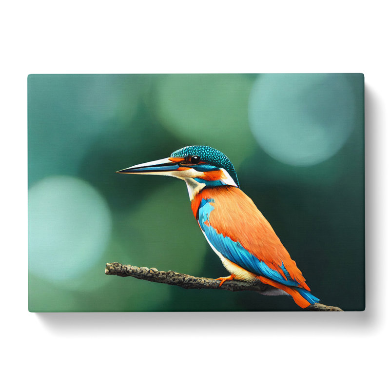 Splendid Kingfisher Bird - Wrapped Canvas, 35cm H x 50cm W x 3cm D