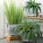 Boston Fern Arrangement