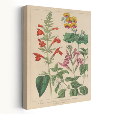 Vintage And Country/Cottage Salvia Florals I