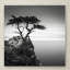 « the solitaire cypress », reproduction de photo sur toile tendue-31453530