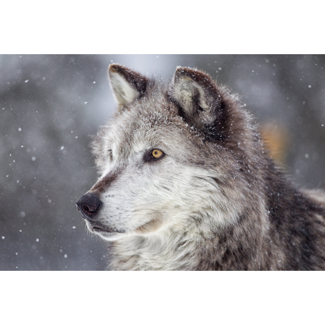 Grauer Wolf im Winter