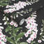 Graham & Brown Foxglove Midnight Wallpaper-896607650