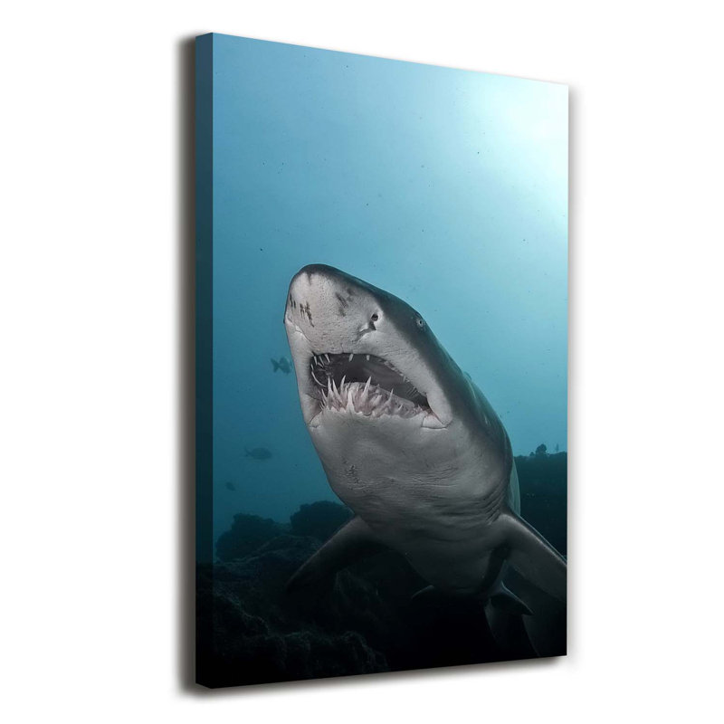Big Shark - Wrapped Canvas Print