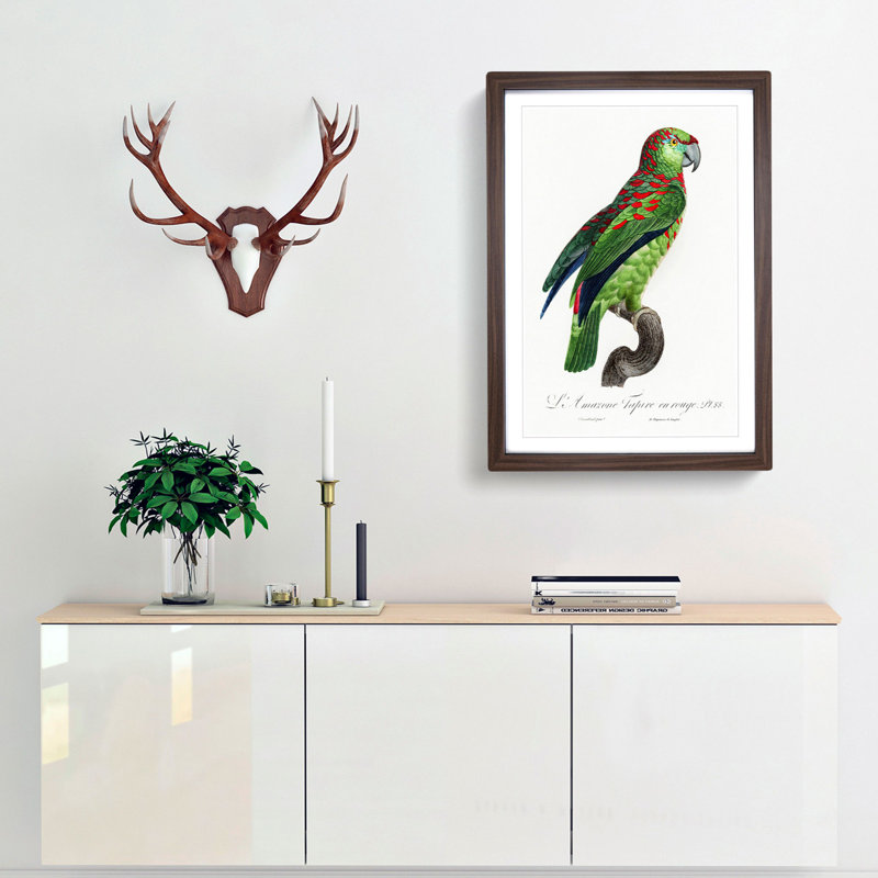 Turquoise-Fronted Amazon Parrot by F. Levaillant - Framed Print, 36cm H x 27cm W x 2cm D, Walnut Framed