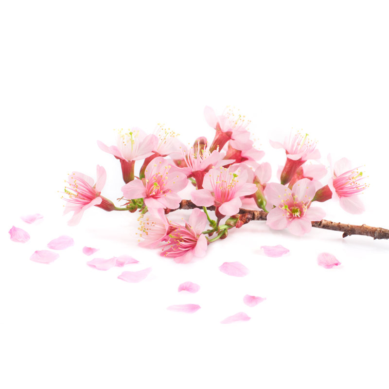 Pink Cherry Blossom - Wrapped Canvas Print, 30cm H x 46cm W
