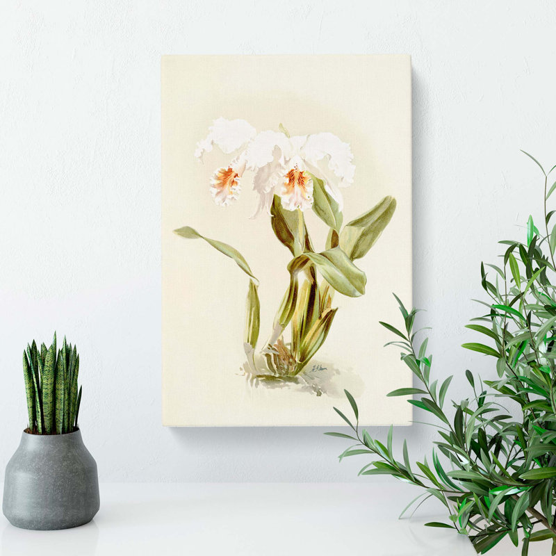 Magnolia Flowers Illustration Tab.12 by Frederick Sander - Wrapped Canvas Print, 91cm H x 60cm W x 3cm D