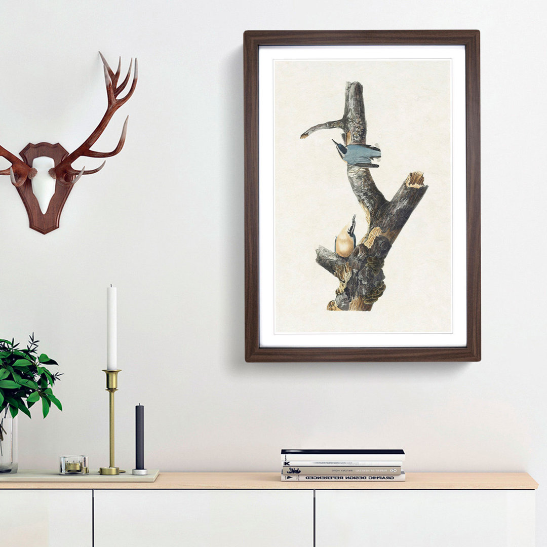 Red-Breasted Nuthatch Birds by John James Audubon - Picture Frame Painting Print