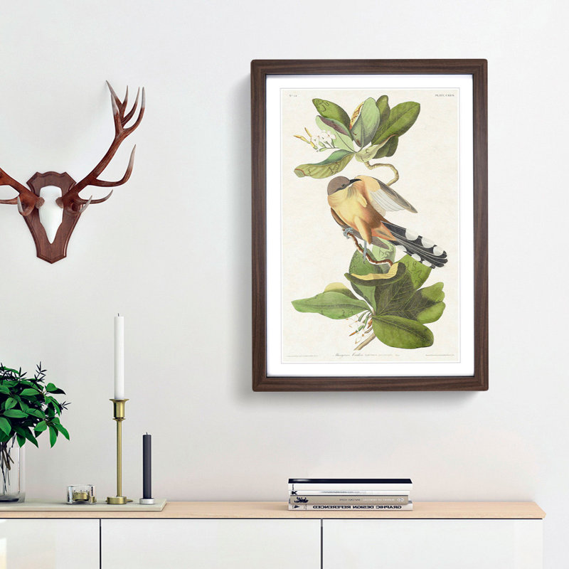 Mangrove Cuckoo by John Audubon - Picture Frame Painting Print, 36cm H x 27cm W x 2cm D, Walnut Framed