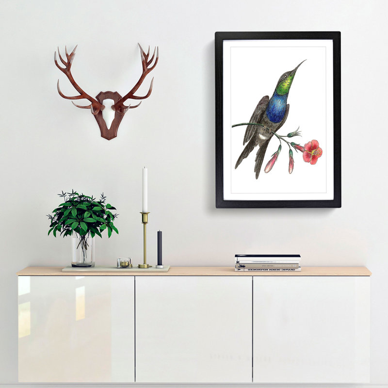 Furcated Hummingbird by George Shaw - Framed Print, 48cm H x 36cm W x 2cm D, Black Framed