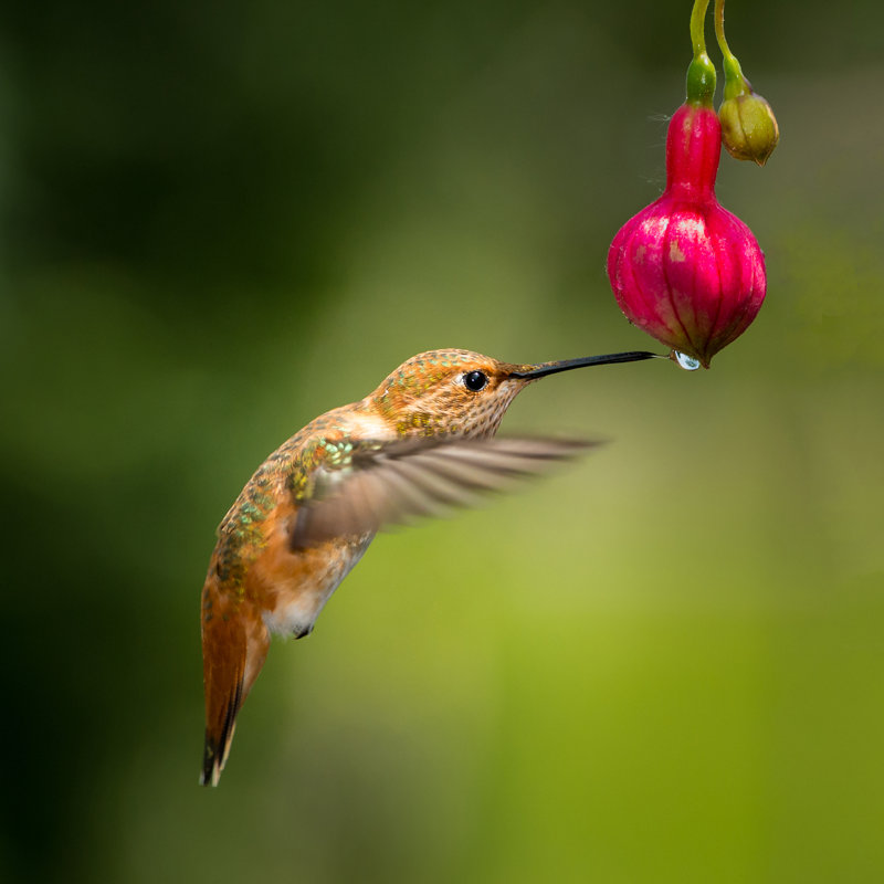 " Hummingbird " by Peterdang, 36" W x 36" H