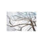 Winter Branches Print-26948534-26948535