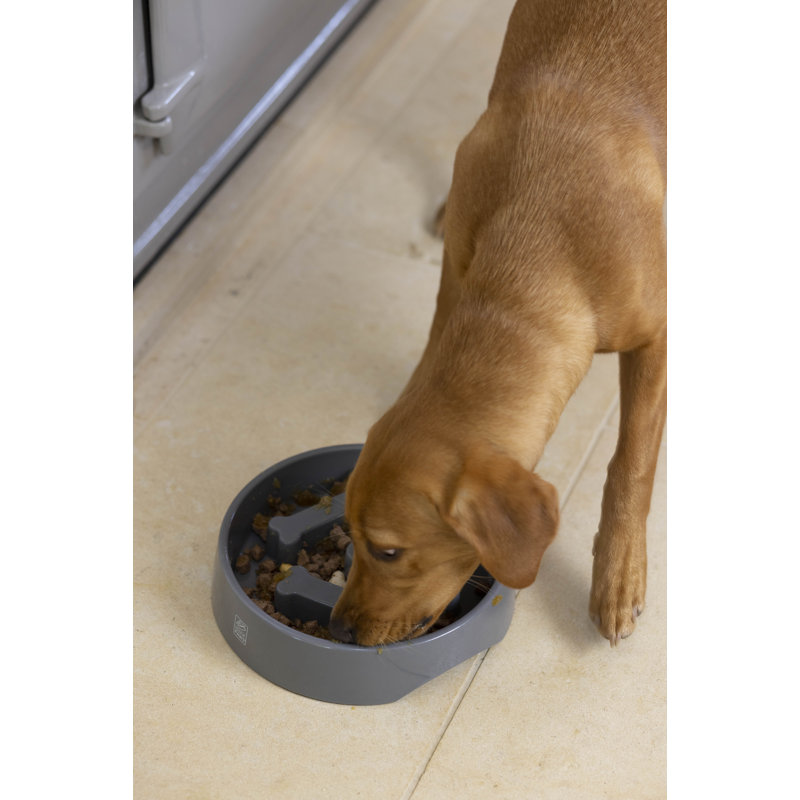 Pet Bowl