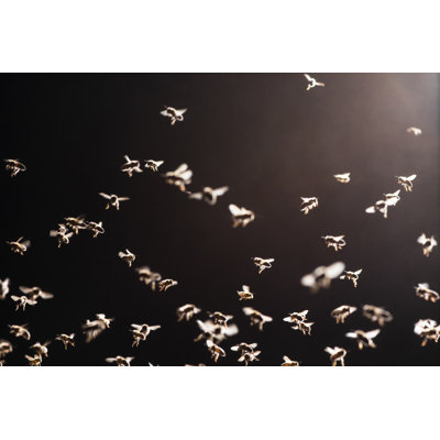 Swarm Of Bees