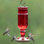 Hartranft Glass Hanging Hummingbird Feeder