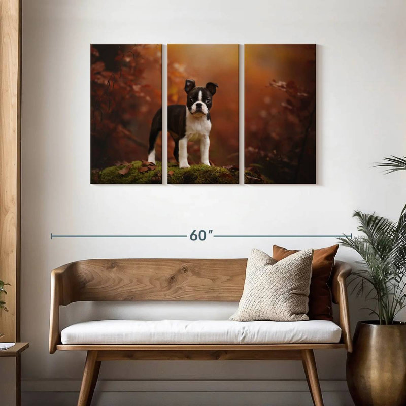 Boston terrier Brampt, H 28 po x l 45 po
