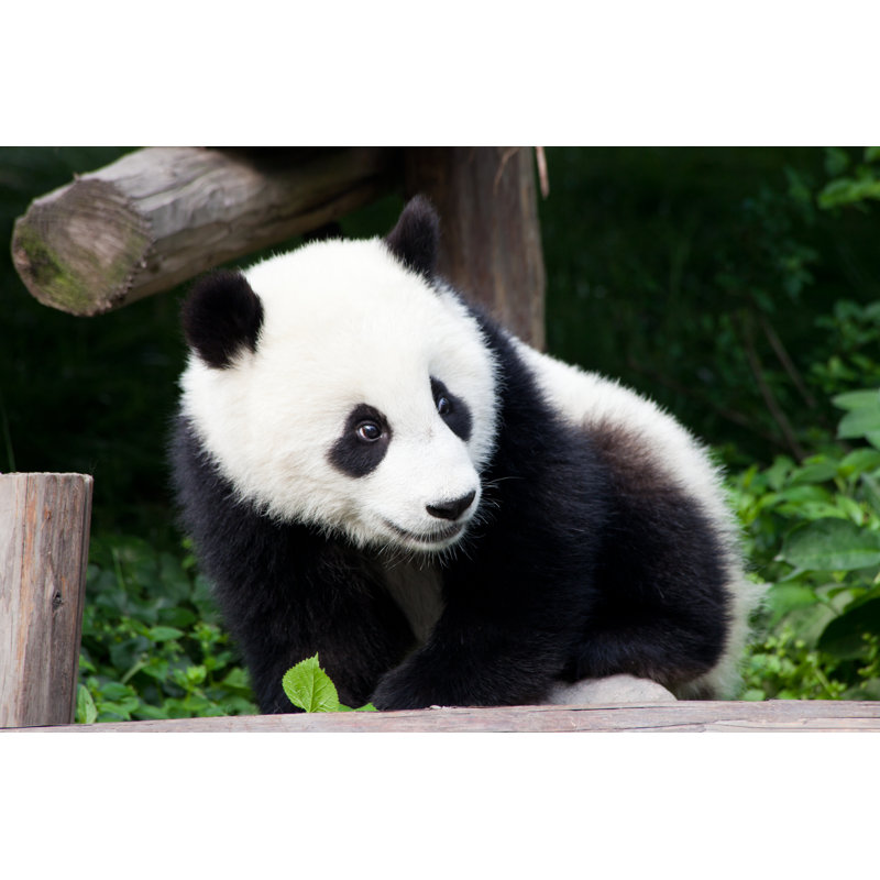 Bébé panda de Chine par Fototrav, H 20 po x l 30 po
