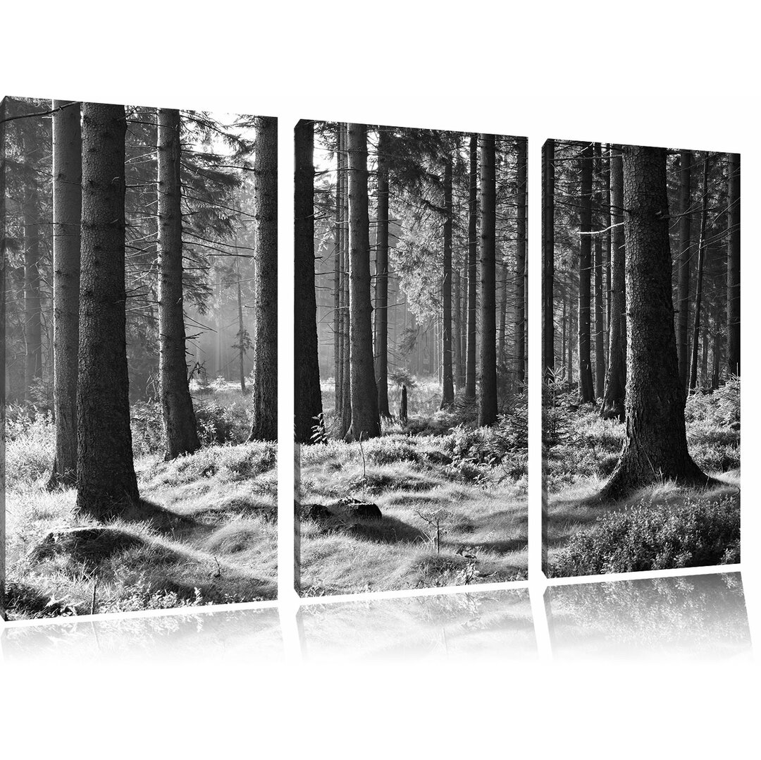 3-tlg. Leinwandbilder-Set „Sonniger Tag im Wald“, Fotodruck