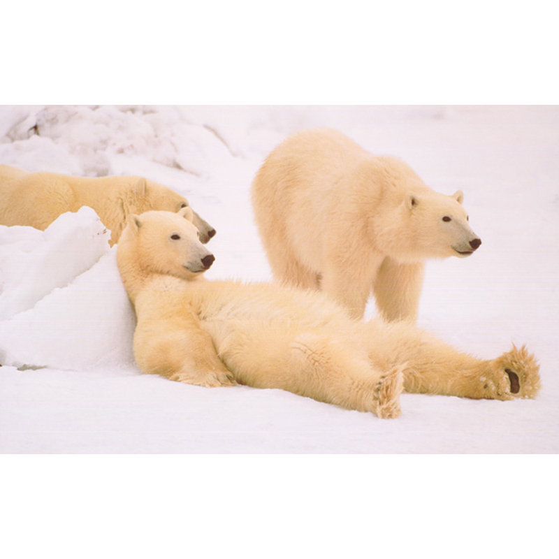 Les mauvais garçons de l'Arctique, H 11 po x l 18 po