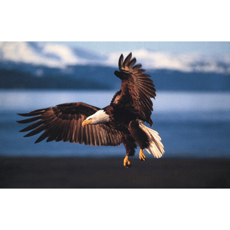 Dans le vent - aigle à tête blanche