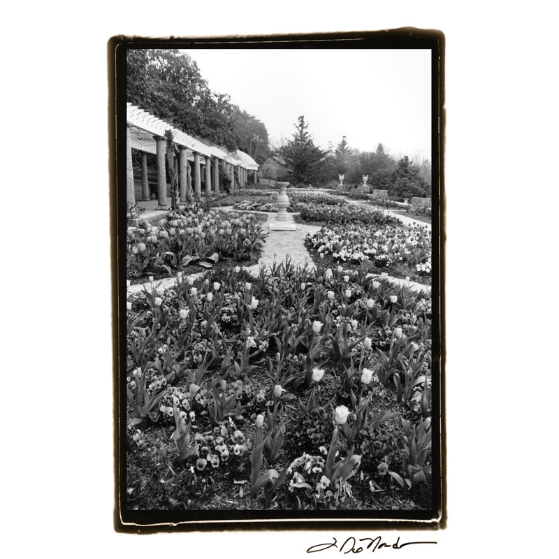 Garden Elegance VIII by Laura DeNardo - Wrapped Canvas Print, 46cm H x 30cm W