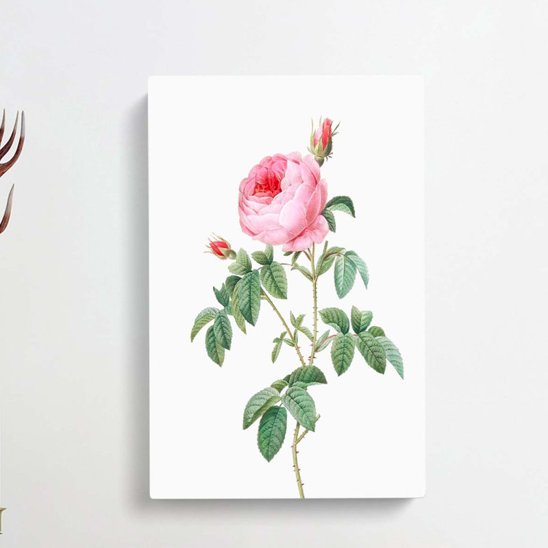 The Pink Cabbage Rose by Pierre-Joseph Redoute - Wrapped Canvas Painting, 50cm H x 35cm W x 3cm D