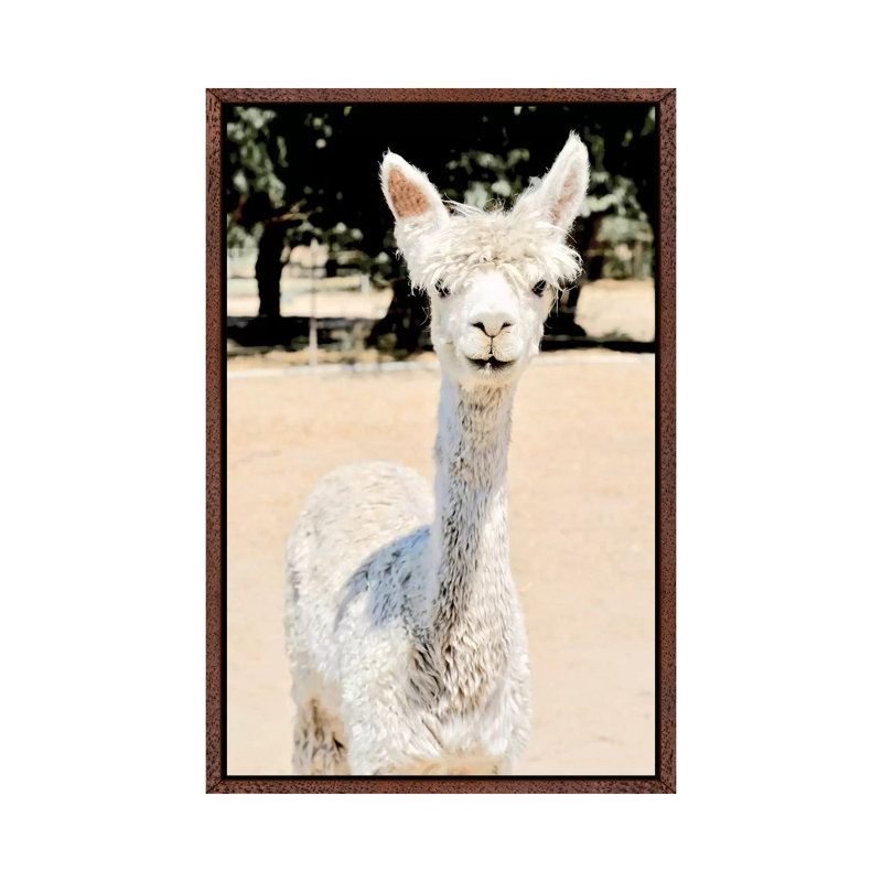 Extra White Alpaca by Susan Vizvary - Gallery-Wrapped Canvas Giclée on Canvas, 66.04 cm H x 45.72 cm W, Classic Wood Framed