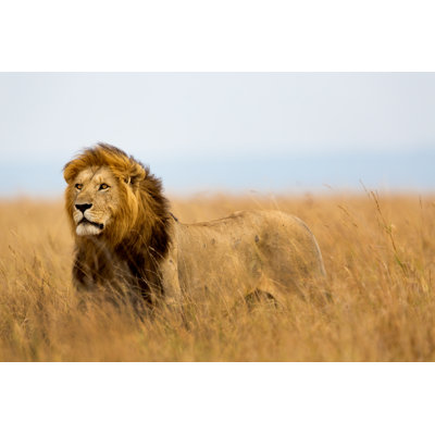 «Mighty Lion» par Maggymeyer - photographie sur toile tendue