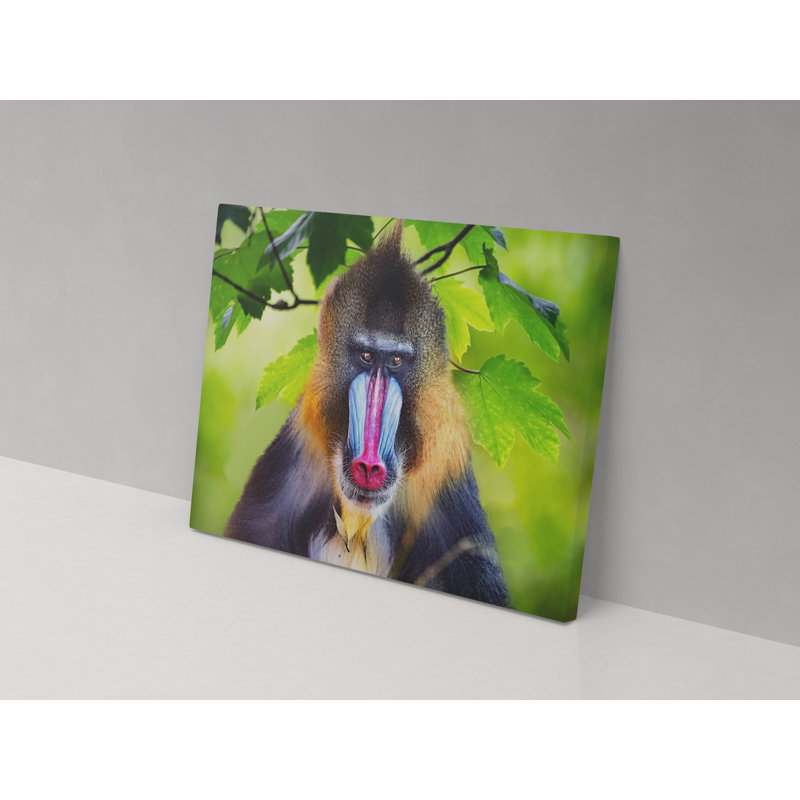 Canvas Collection Baboon up Close 1 Piece Wrapped Canvas Wall Art, 36cm H x 52cm W x 4cm D