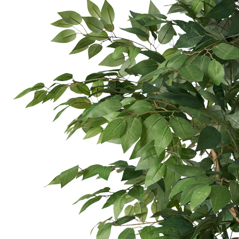 Ficus artificiel Deso, feuilles vertes avec tronc torsadé, 71 pouces