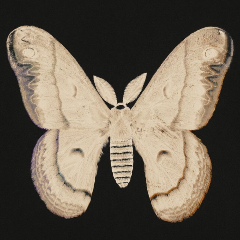 Flutter 6 Print by Todaro, Katie