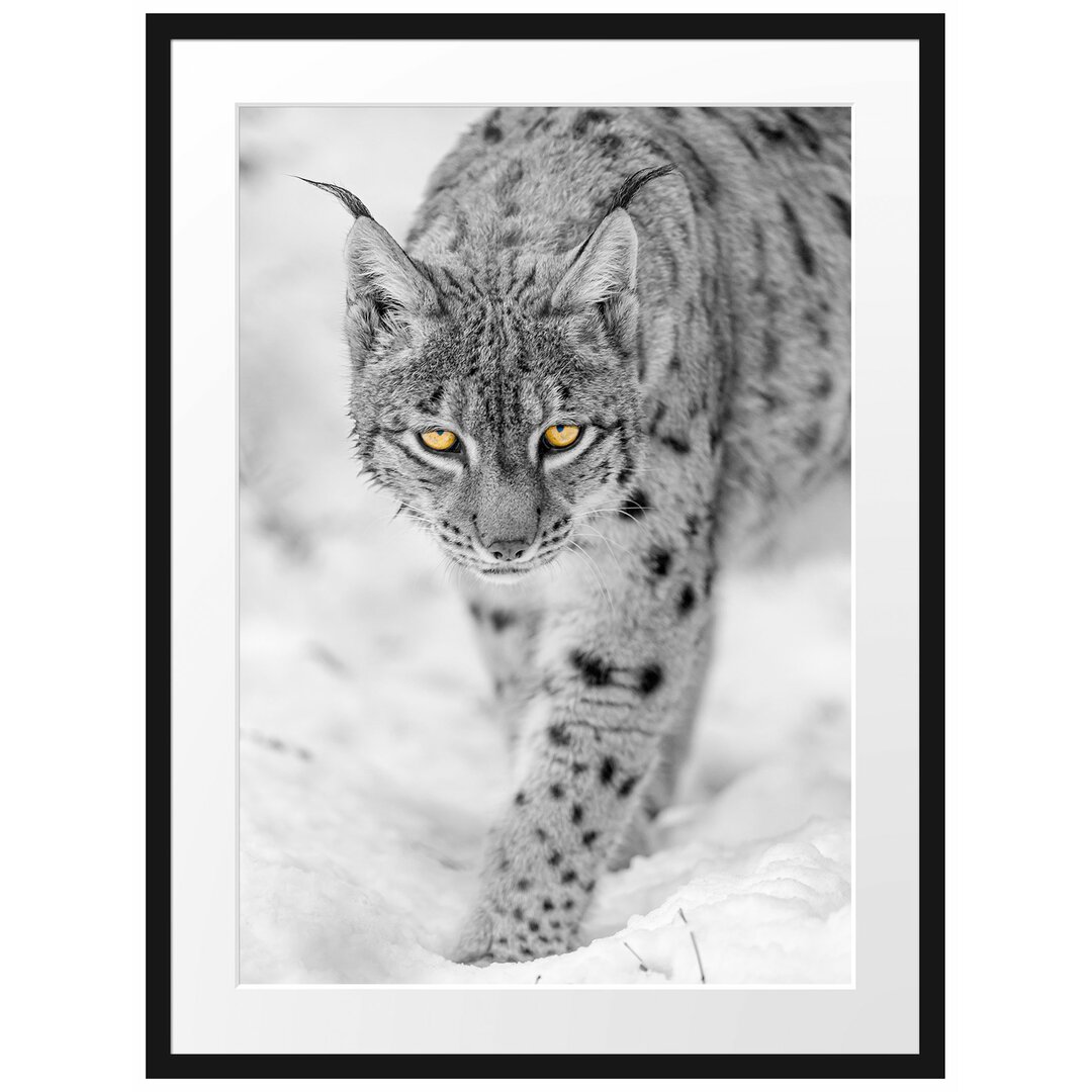 Gerahmtes Fotoposter "Wachsamer Luchs im Schnee