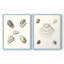 Pastel Knorr Shells III - reproduction encadrée de qualité supérieure - prête à être accrochée - aucun clou requis - aucun clou requis-2033294250-2033294225