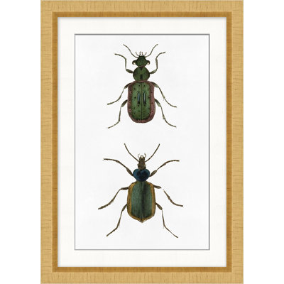 «Beetle Study 1»