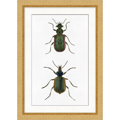 Beetle Study 1 Print by Lillian August
