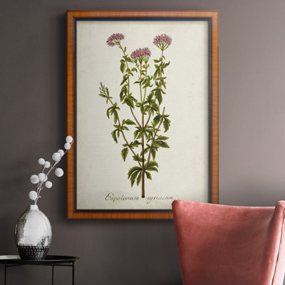 Antique Herb Botanical I, toile encadrée de qualité supérieure - prête à être accrochée
