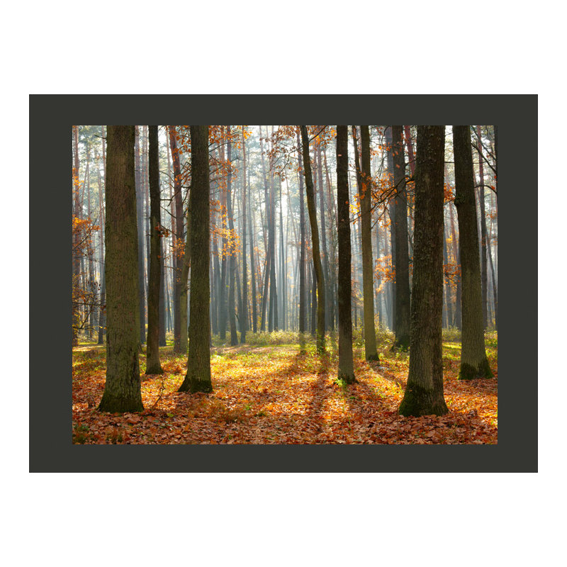 Autumn Trees 2.70m x 350cm Wallpaper, 350 cm x 270 cm