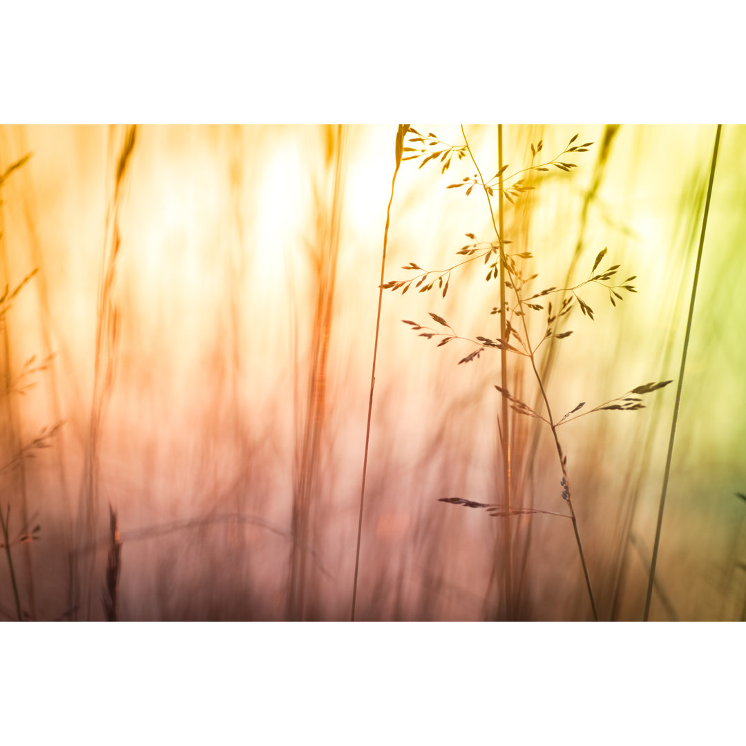 Leinwandbild Silhouette Of Wildflowers von Pawel.gaul