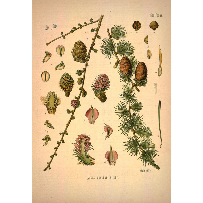 Botanique 75, H 24 po x l 16 po x P 1,5 po