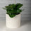Cement Indoor / Outdoor Cachepot