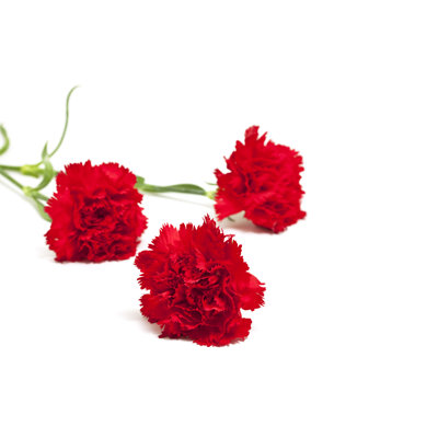 Three Red Carnations by Gaffera