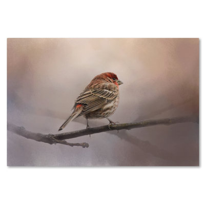 «House Finch in Jan», impression sur toile tendue Vidur