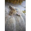 Figurine de citrouille rustique-996020616
